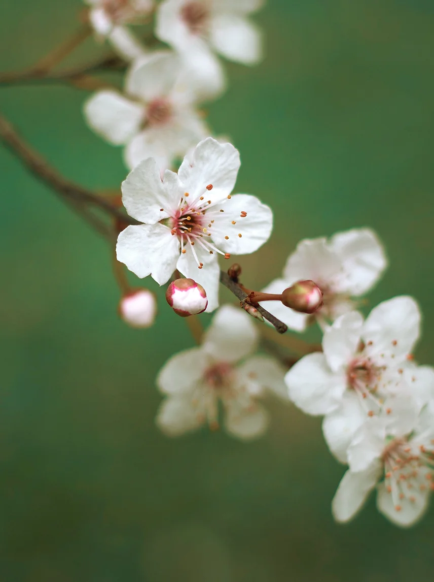 Fleurs de cerisier blanches délicates pour le parfum Douce étoile - Notes florales de rose et musc