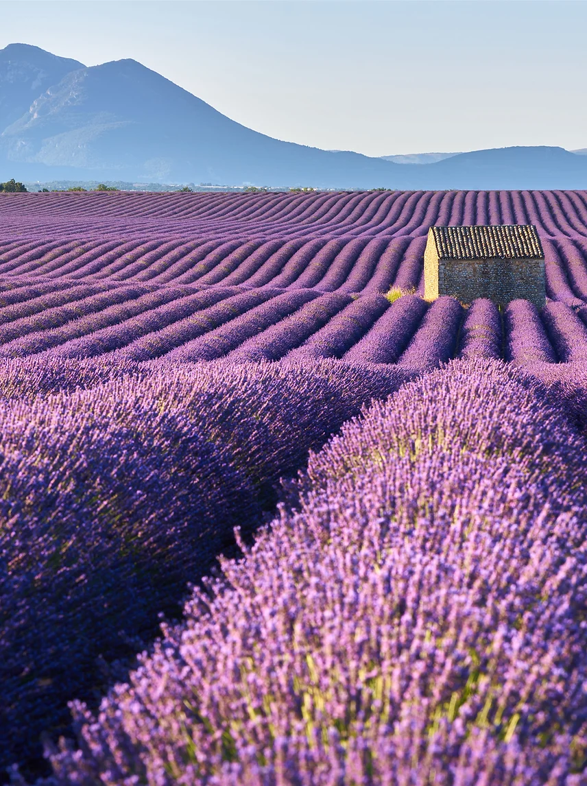 Champs de lavande de Provence au coucher du soleil avec montagnes en arrière-plan