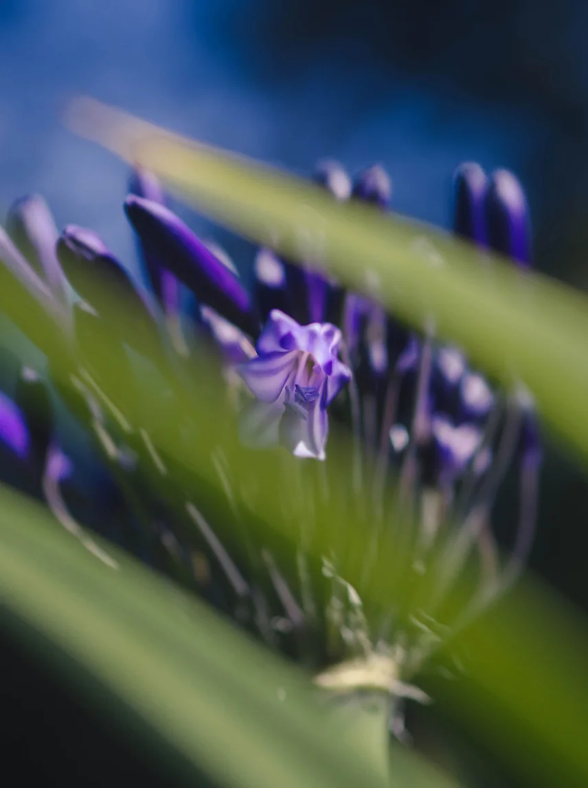 Fleur de violette en macrophotographie pour le parfum Simplicité - Notes florales élégantes
